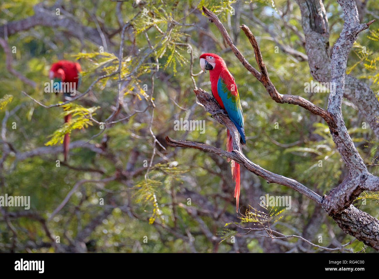 Red And Green Macaws, Ara Chloropterus, Buraco Das Araras, near Bonito, Pantanal, Brazil Stock Photo