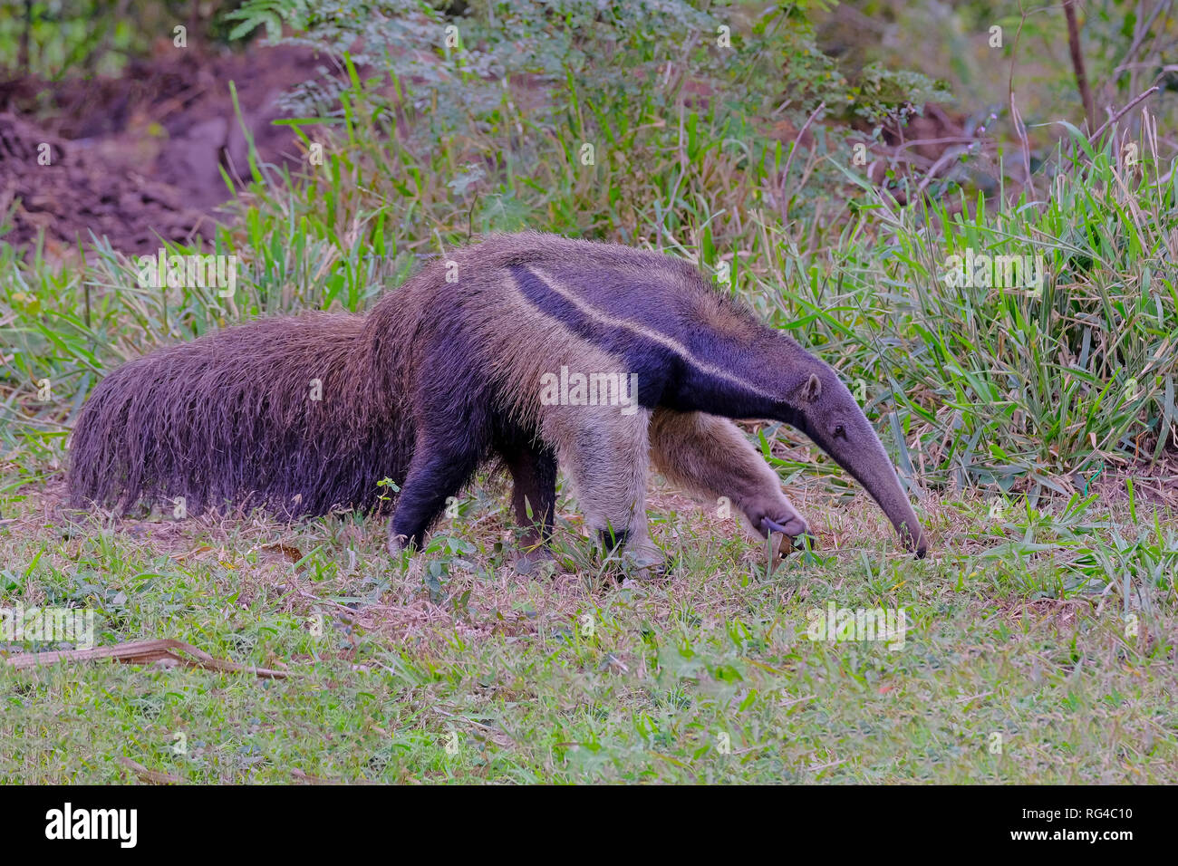Giant Anteater, Myrmecophaga Tridactyla, also known as the Ant Bear, Matto Grosso Do Sul, Pantanal, Brazil Stock Photo