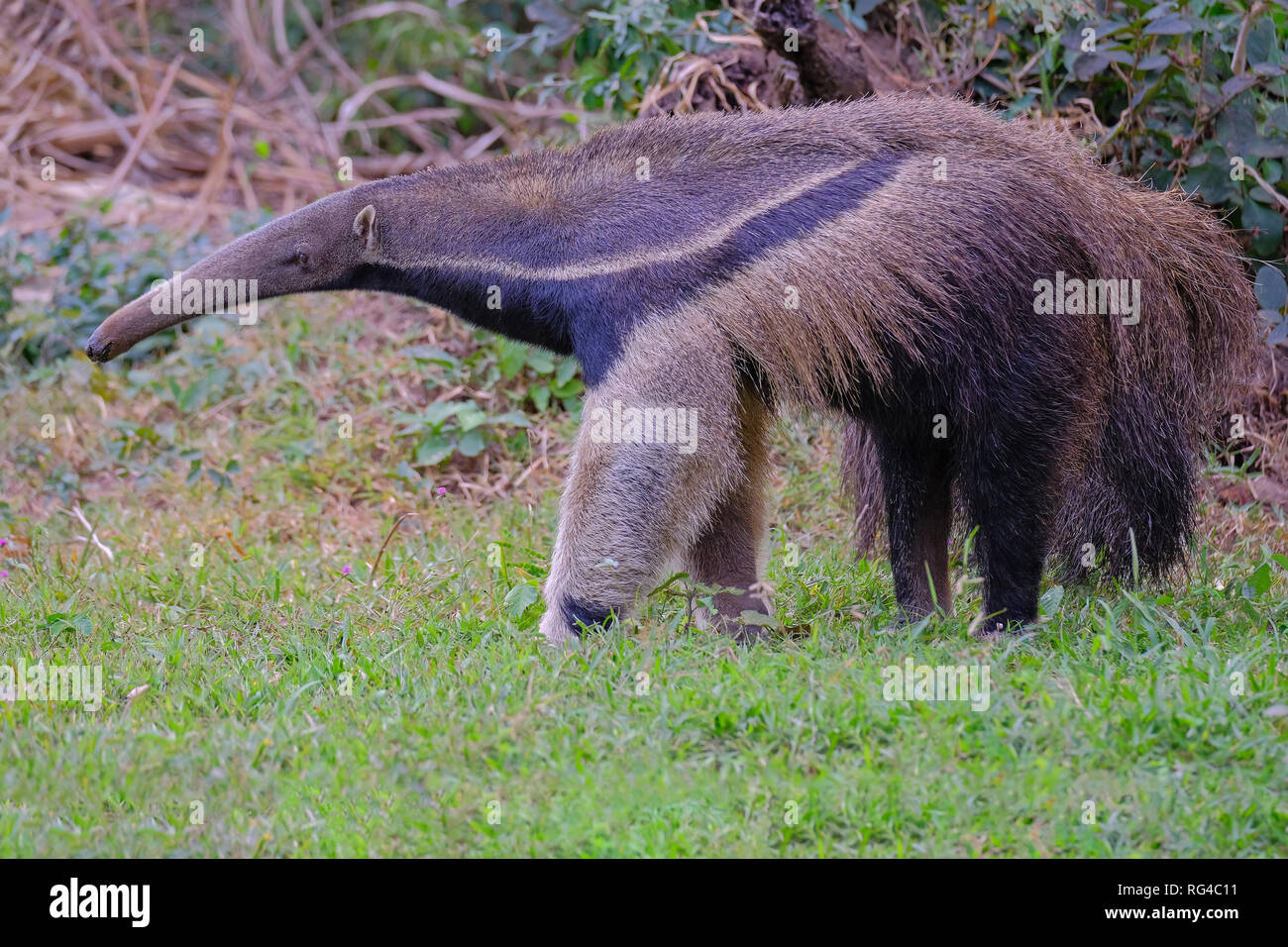 Giant Anteater, Myrmecophaga Tridactyla, also known as the Ant Bear ...