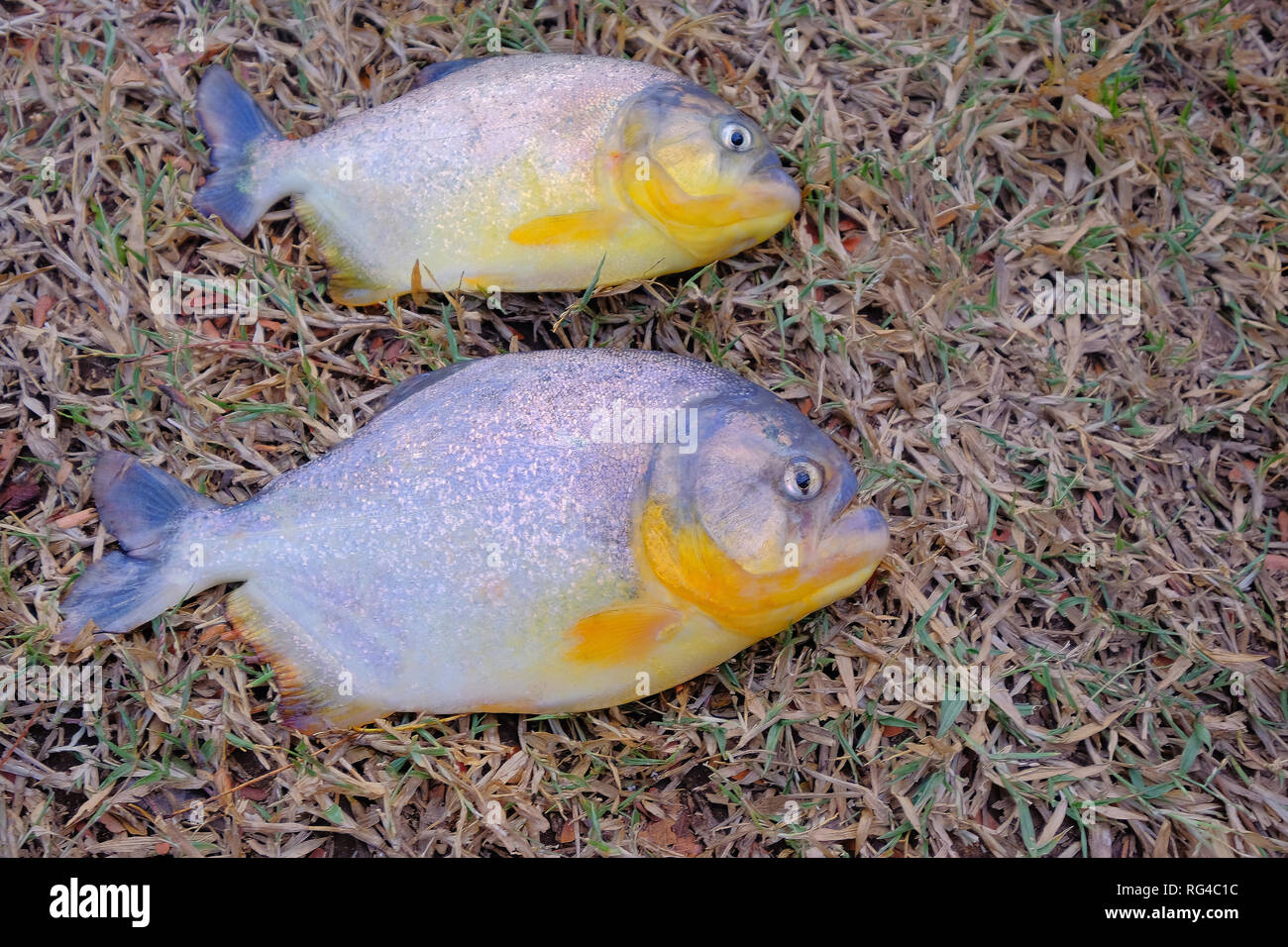 Two freshly caught piranhas fish with big teeth in Mato Grosso, Pantanal, Brazil Stock Photo