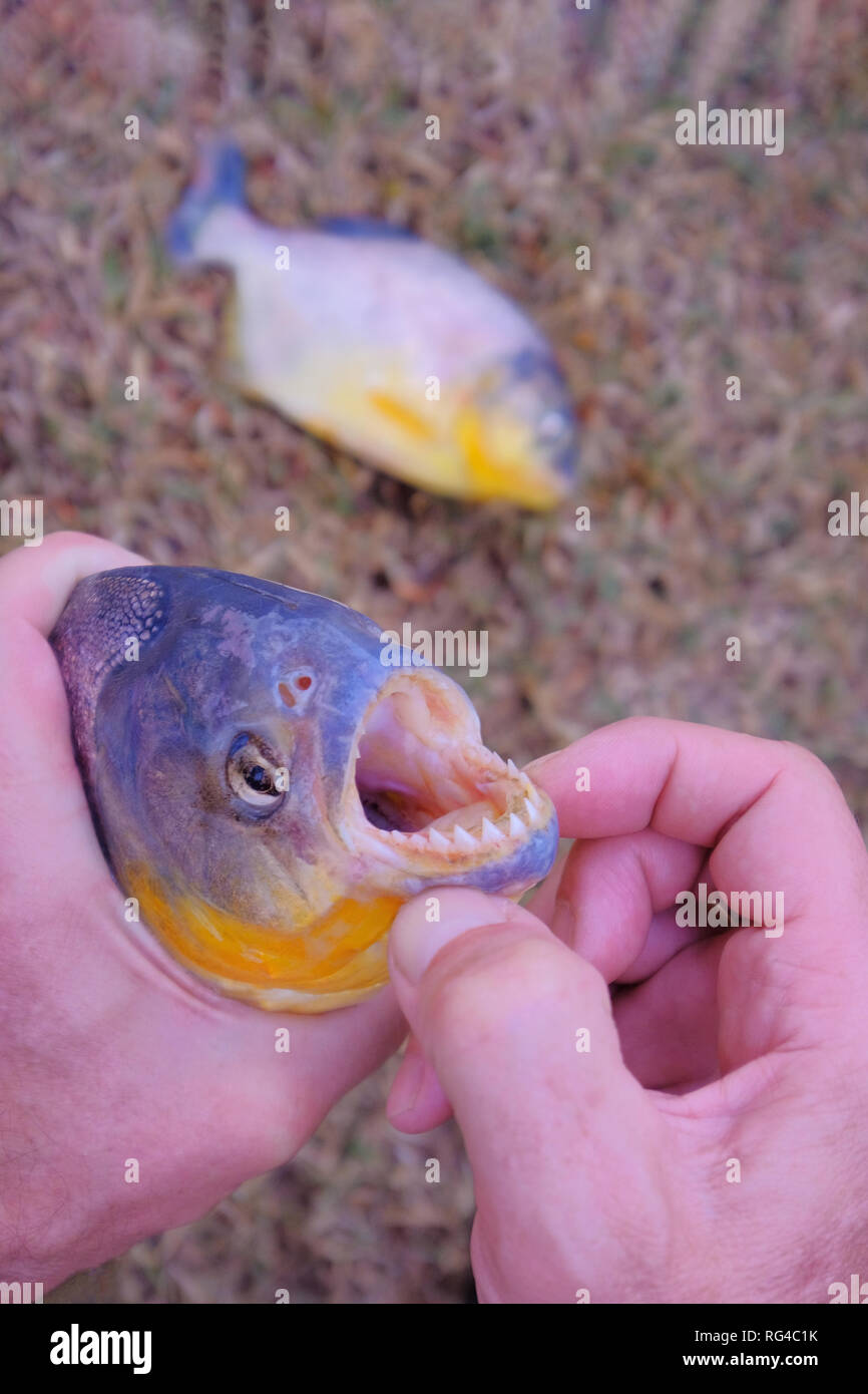 Man's hand holding freshly caught piranha fish with big teeth in Mato Grosso, Pantanal, Brazil Stock Photo