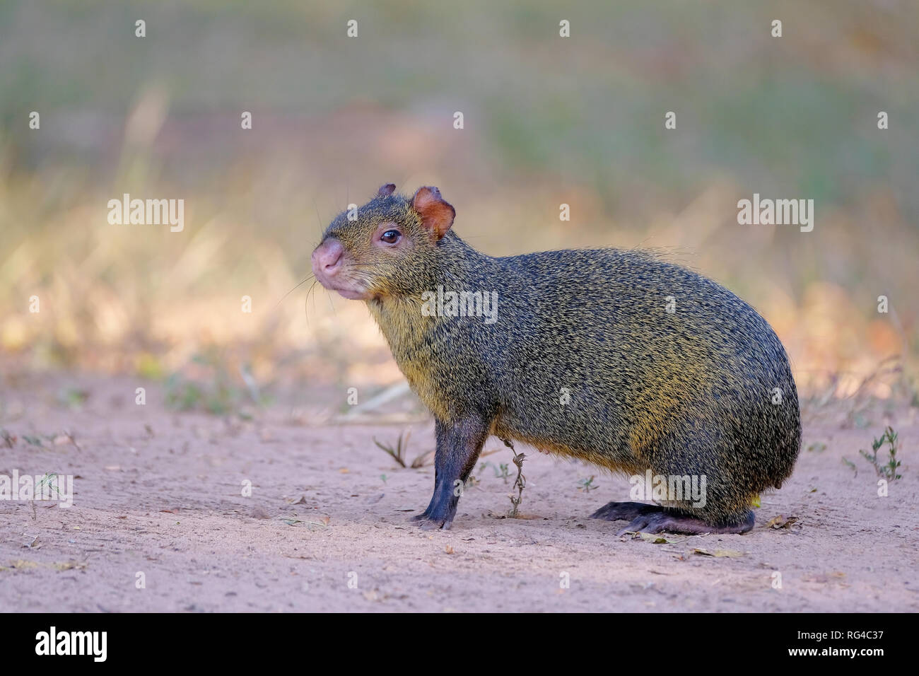 Agouti, aguti or common agouti, Dasyprocta, family of the Dasyproctidae, a rodent with brown fur, Pantanal, Brazil Stock Photo