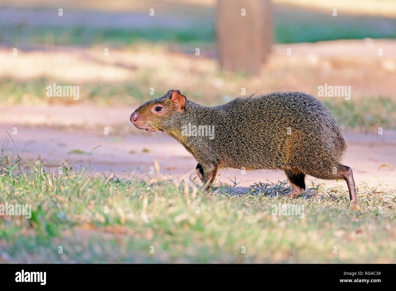 Agouti, aguti or common agouti, Dasyprocta, family of the Dasyproctidae, a rodent with brown fur, Pantanal, Brazil Stock Photo