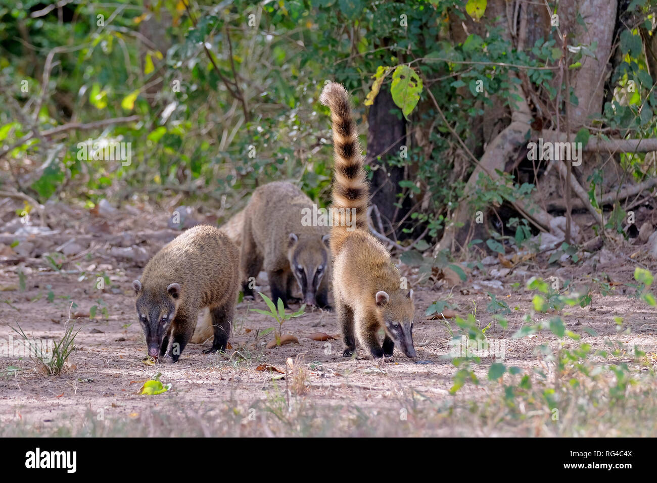 Crabeating Raccoons, South American Raccoons, Procyon Cancrivorus