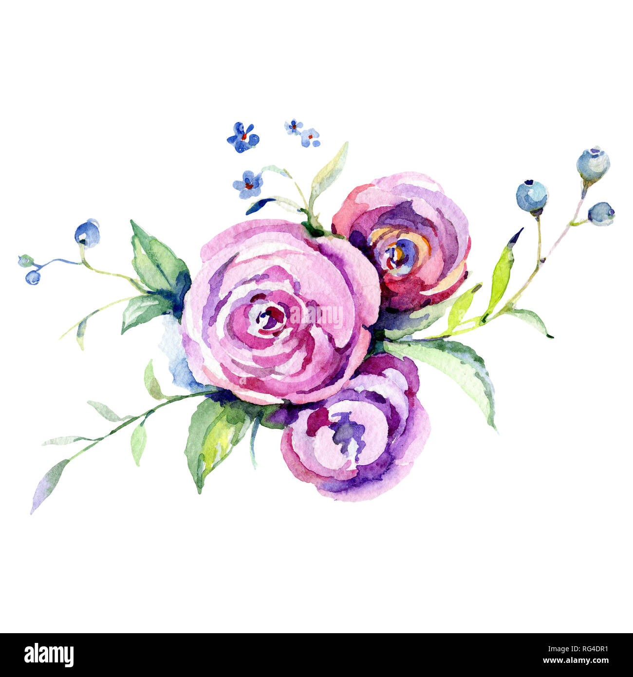 Pink rose floral botanical flower. Watercolor background illustration ...