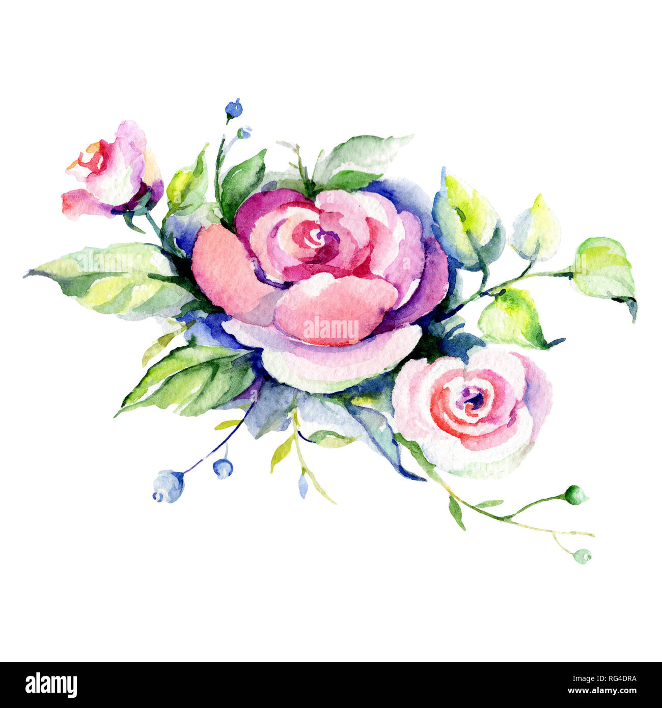 Pink rose floral botanical flower. Watercolor background illustration ...