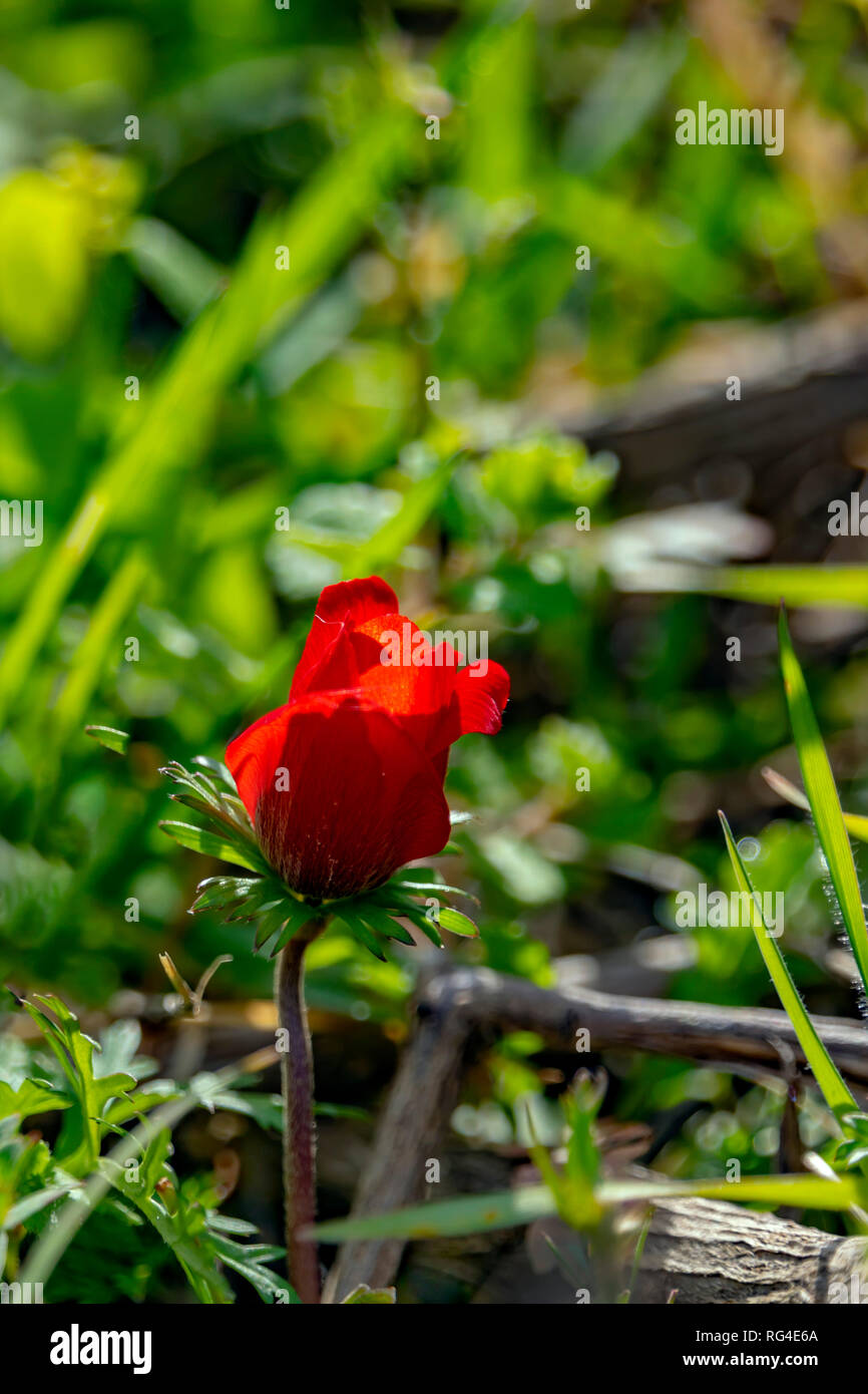 Backlit red anemone bud on green blurred background Stock Photo