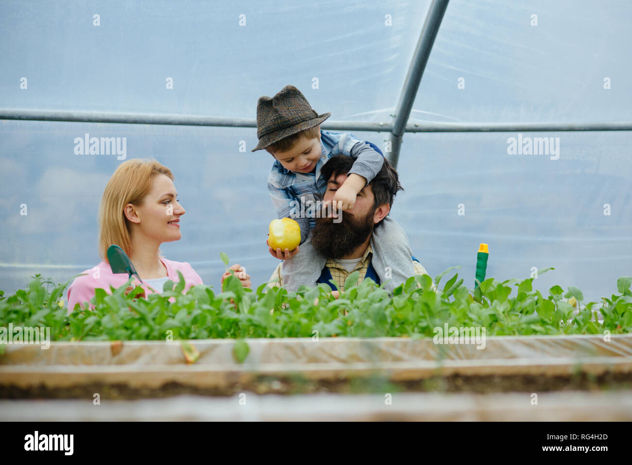plant growing. happy family growing plant in greenhouse. plant growing in modern greenhouse. chils with parents growing plant. best hobby. Stock Photo