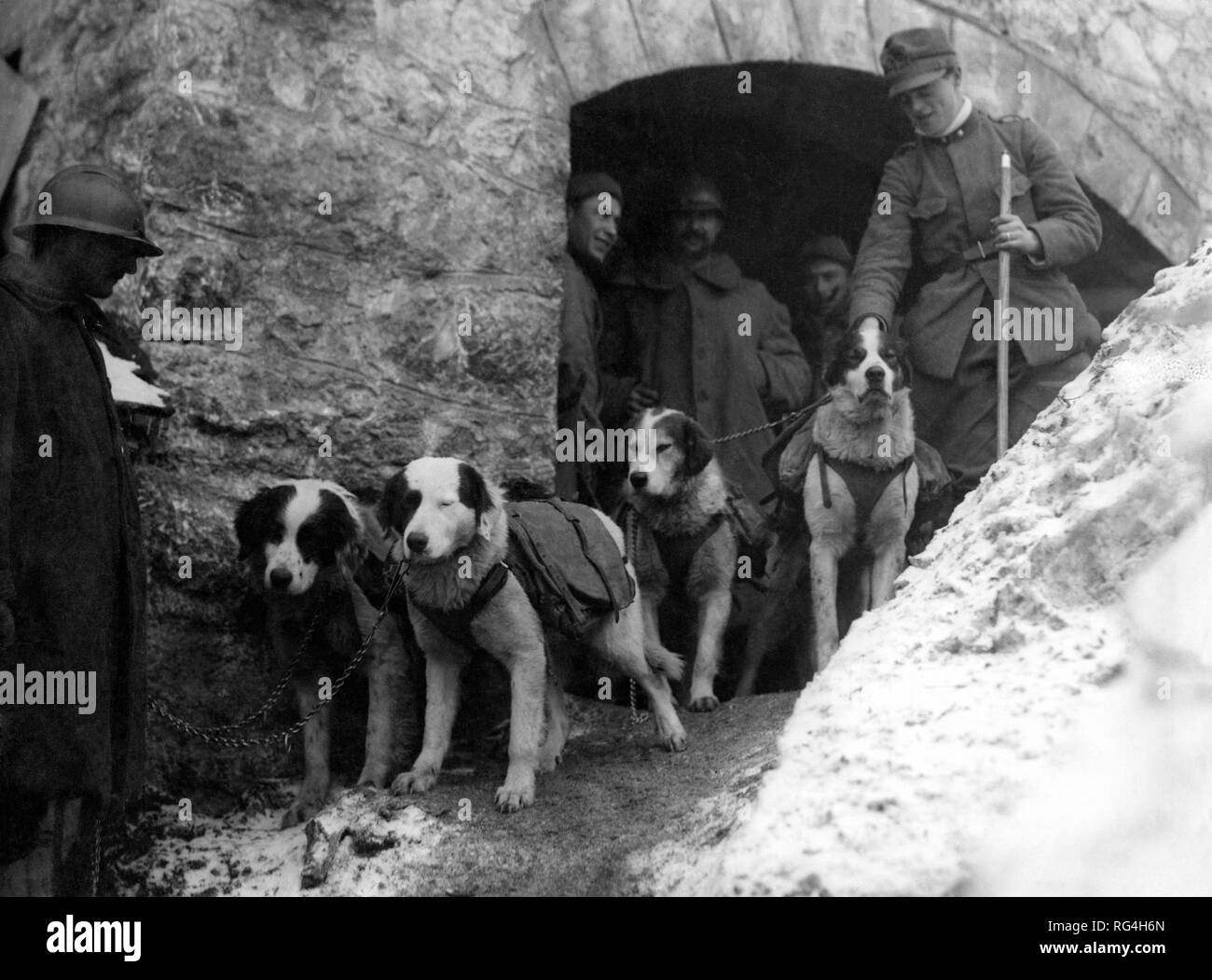 first world war, messenger dogs, 1915-18 Stock Photo
