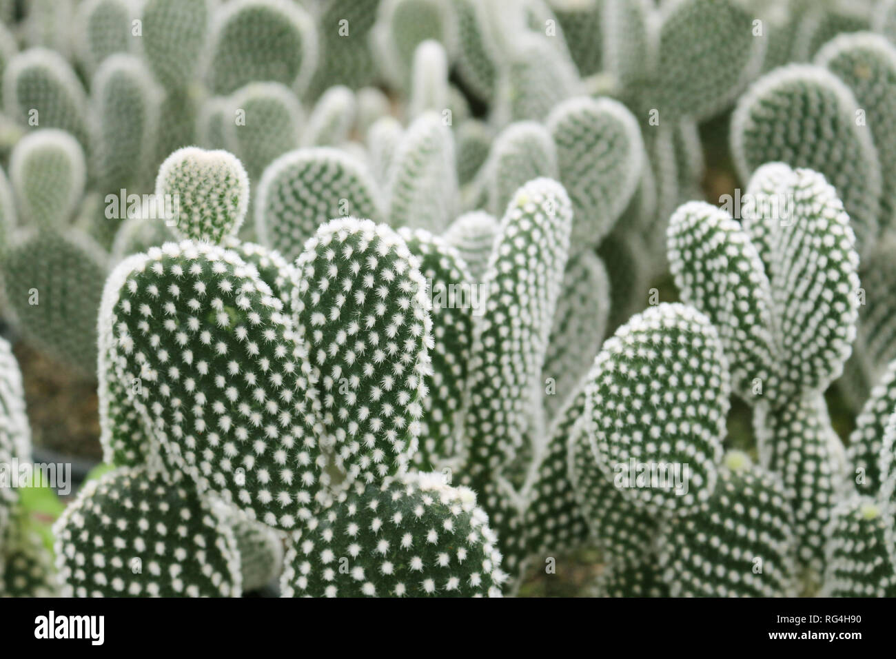 cactus cultivation. Vases with seedlings and closes of San Pedro Cactus (Wachuma) Stock Photo
