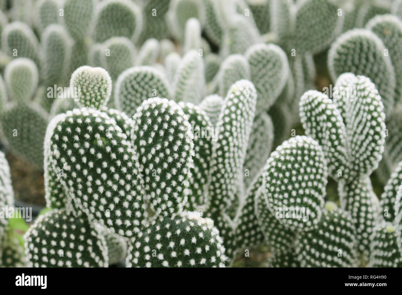 cactus cultivation. Vases with seedlings and closes of San Pedro Cactus ( Wachuma Stock Photo - Alamy