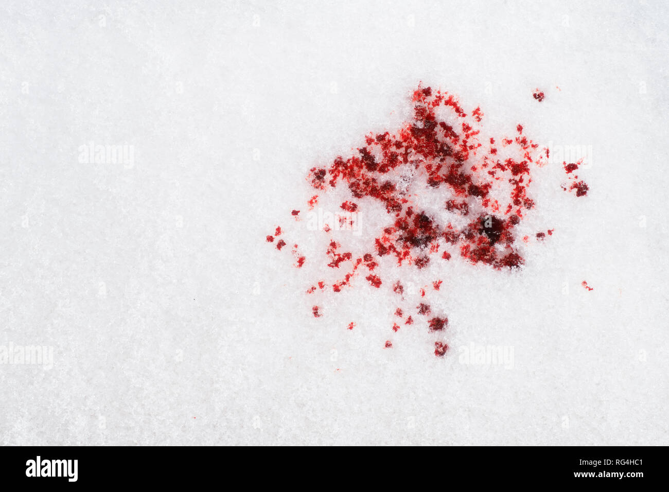 Red blood drops on white snow. Criminal, violence, disaster and accident concept Stock Photo