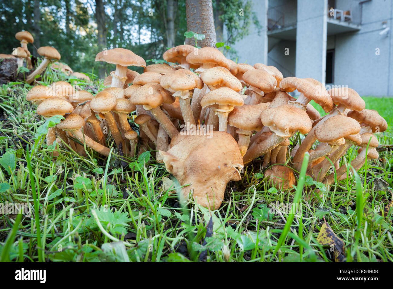 Mushrooms growing in yard Stock Photo Alamy