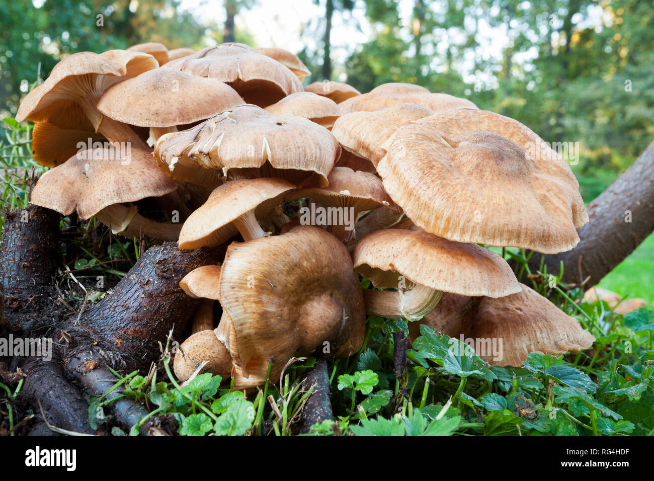 Mushrooms growing in yard Stock Photo Alamy