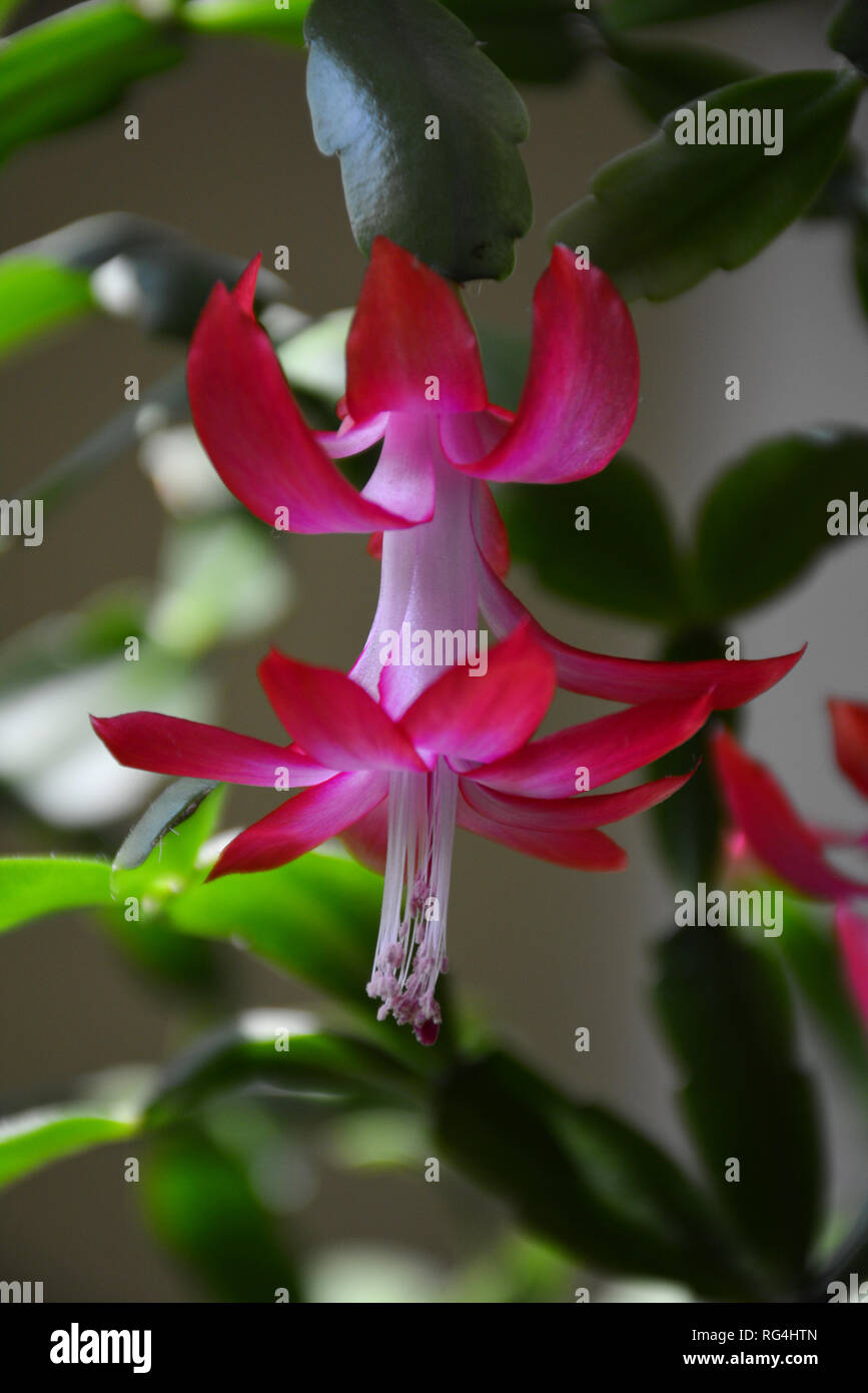 The cactus Decembrist beautiful pink blooms. Decorative pink flower Decembrist. Schlumbergera  Christmas flower  or Varvarin flower. Purple Decembrist Stock Photo