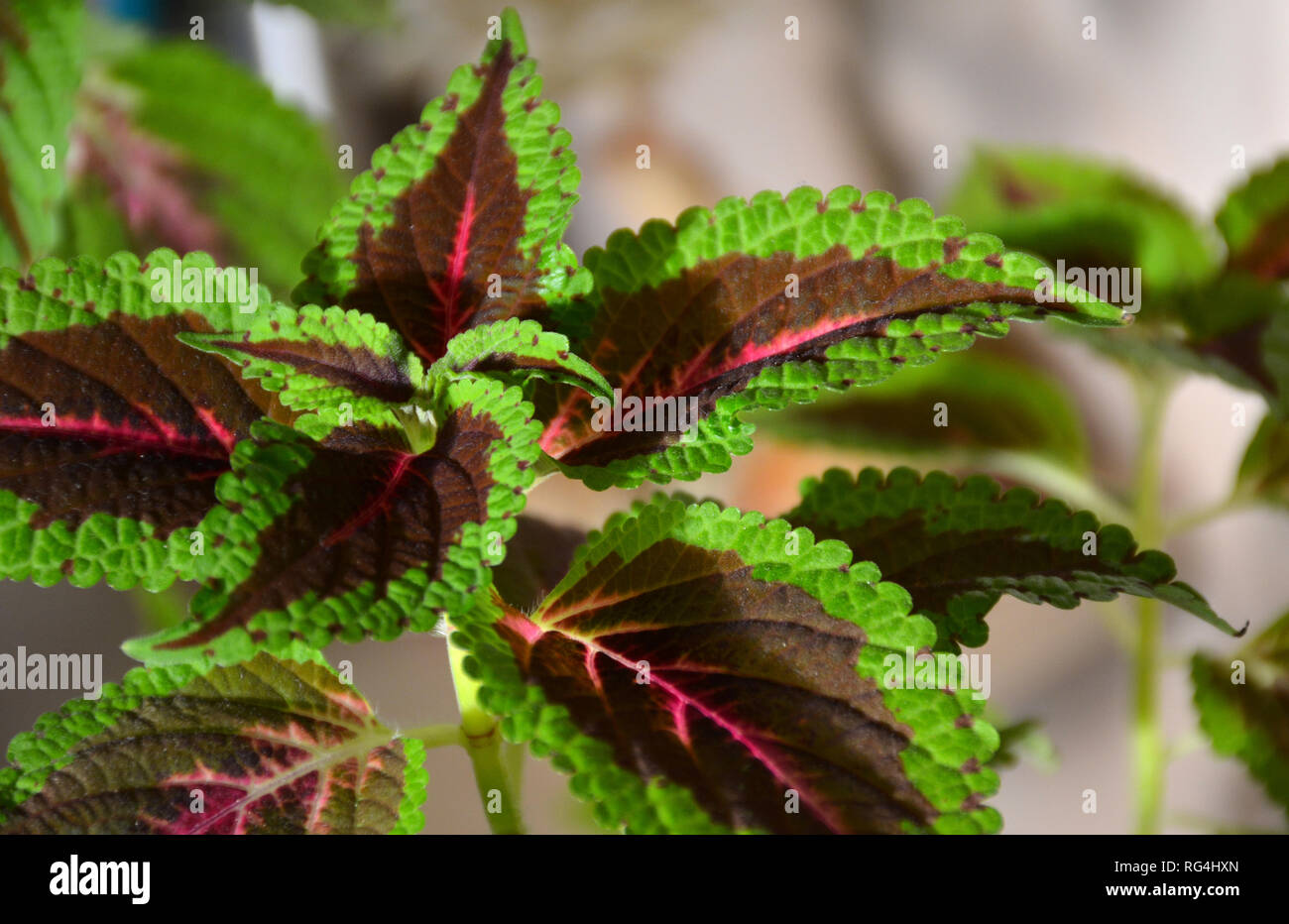Houseplant coleus or colorful nettle indoor. Colorful green and purple Coleus leaves Stock Photo