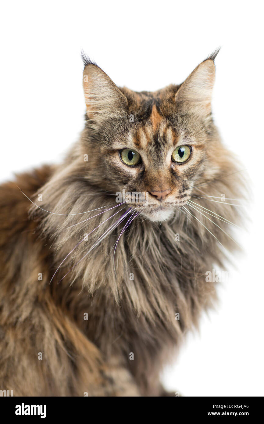 maine coon female with careful look Stock Photo Alamy