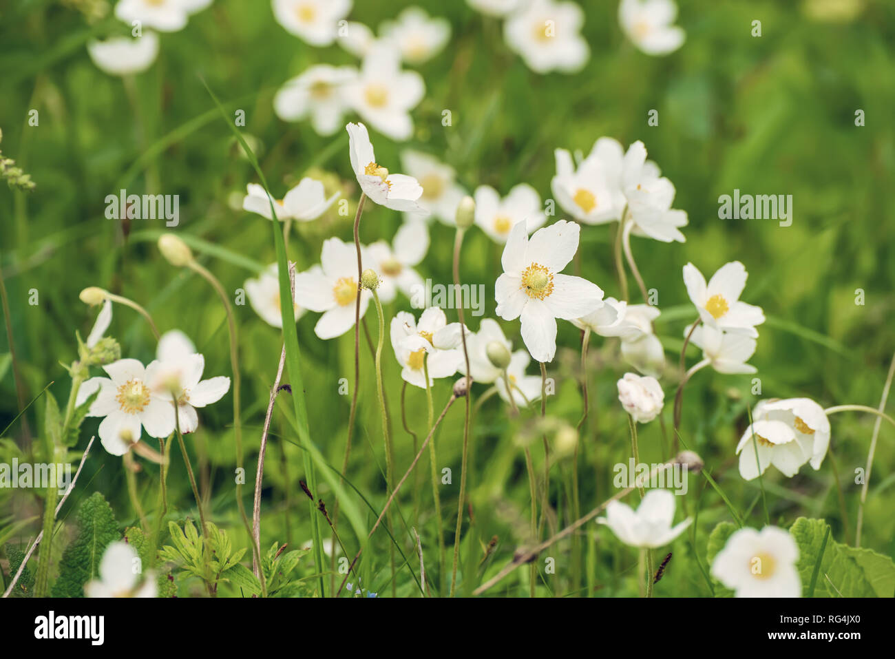 White anemona flowers Stock Photo