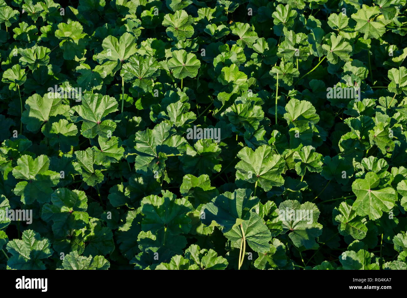 Background of natural green foliage malva sylvestris or mallow in the grass field,  new Nessebar, Bulgaria, Europe Stock Photo