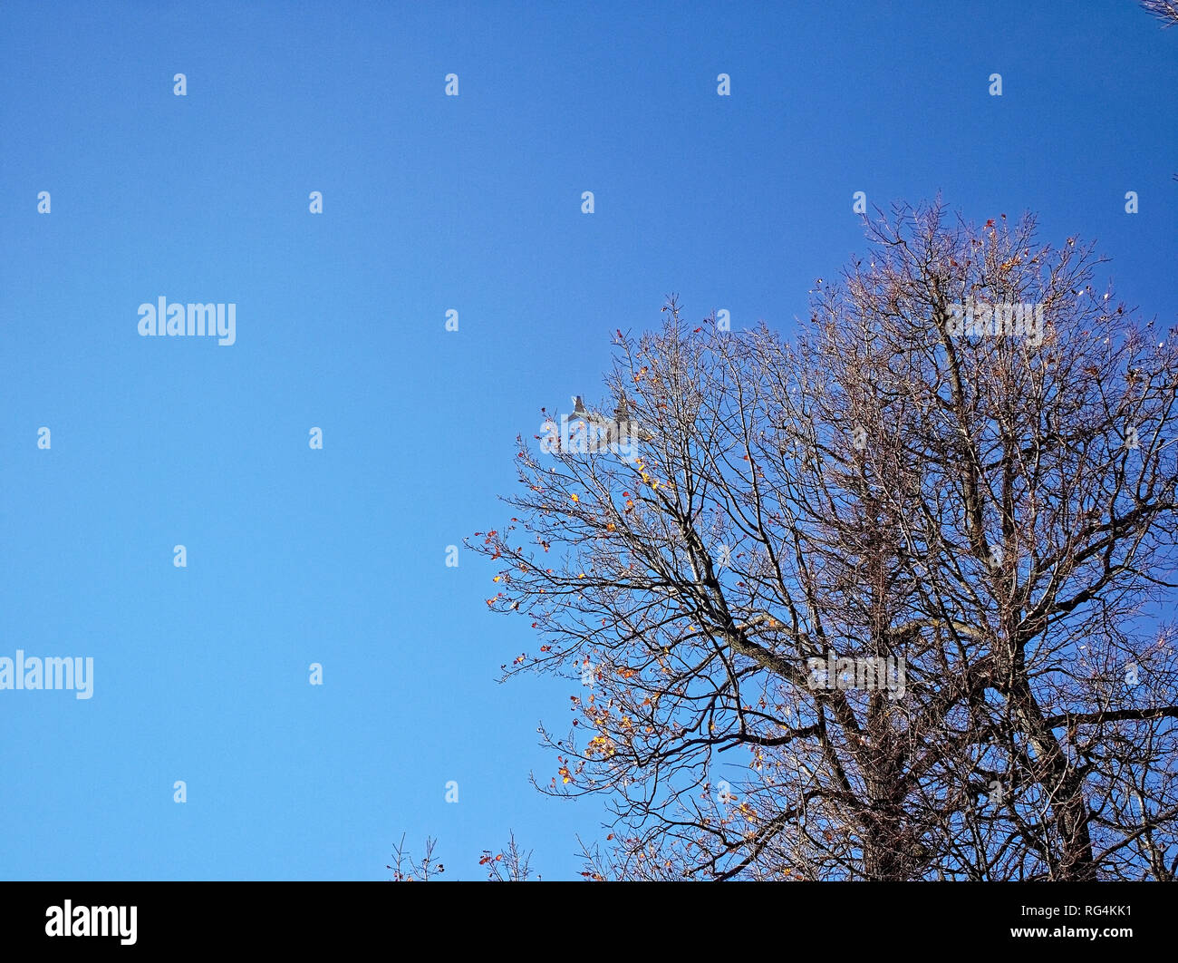 tree without foliage on a clear autumn day, Moscow Stock Photo