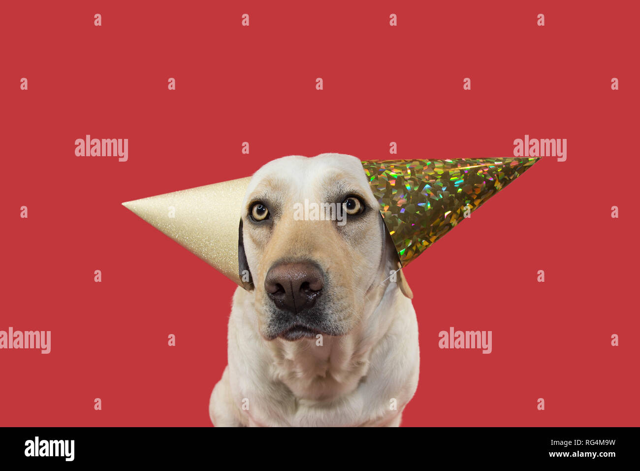 FUNNY DOG CELEBRATING A BIRTHDAY, CARNIVAL, MARDI GRAS OR NEW YEAR PARTY.  WEARING TWO GLITTER GOLDEN HAT. ISOLATED SHOT AGAINST CORAL BACKGROUND  Stock Photo - Alamy