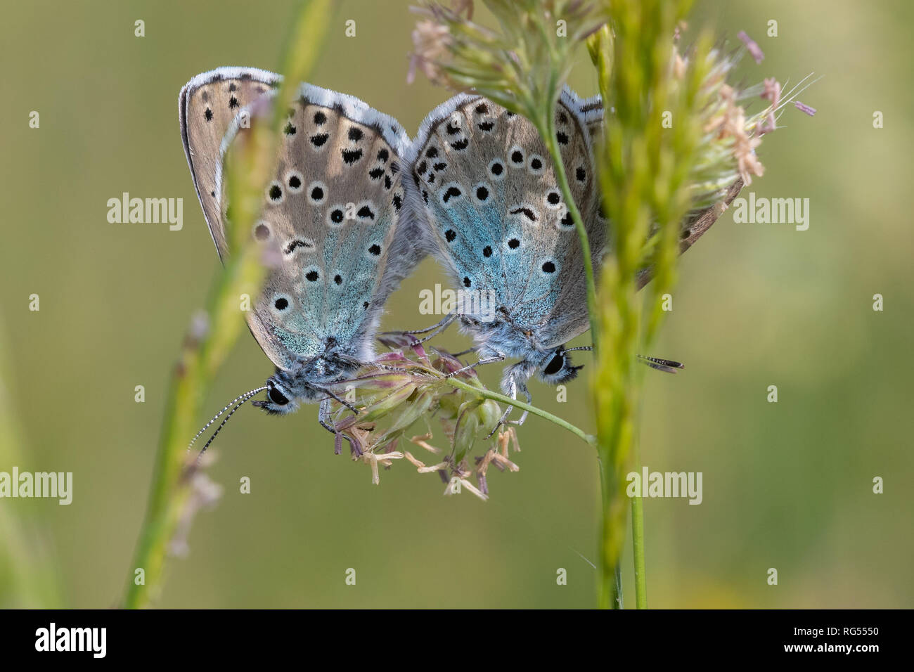 A pair of large blue butterflies (Maculinea arion) mating on grass flowers on Collard Hill, Somerset Stock Photo