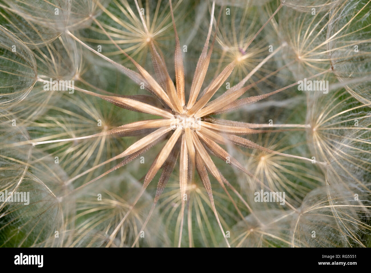 Goats Beard seed head on Collard Hill, Somerset Stock Photo
