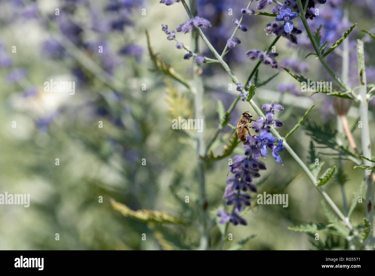 Color outdoor floral image of a perovskia / russian sage / blue spire blossom with a bee on it,natural blurred green background sunny  summer day Stock Photo