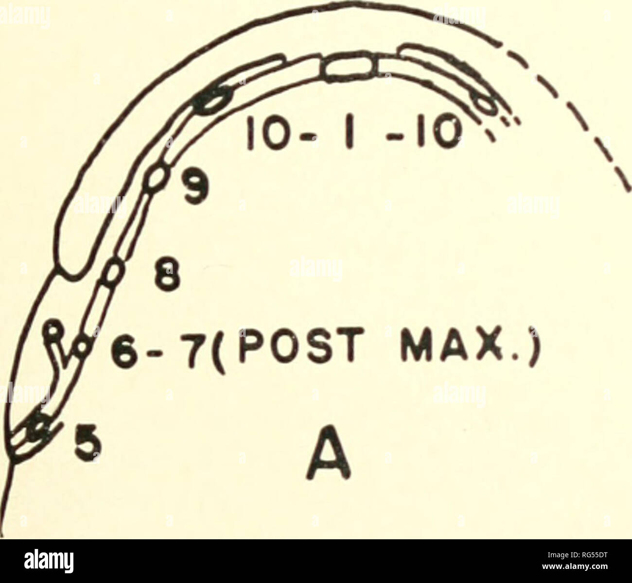 . California fish and game. Fisheries -- California; Game and game-birds -- California; Fishes -- California; Animal Population Groups; Pêches; Gibier; Poissons. SCULPIN STUDIES 217 outline of the entire cephalic canal system of a hypothetical species of sculpin. It is hoped that these features will be investigated by other workers and that this outline will serve as a basis for comparison. The terminology is after Hubbs and Cannon (1935) as modified by Illick {1956). In contrast with Illick {op. cii., p. 206, fig. 1) we enumerate the pores of the lateral canal from the attachment of the gill  Stock Photo