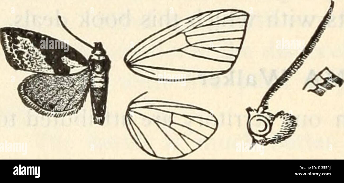 . The butterfly book; a popular guide to a knowledge of the butterflies of North America. Butterflies -- North America. Nolidae The habits of this insect are much like those of the species de- scribed under the preceding genus. It is found associated with them at the same time and in the same localities. The moth has a considerable range in the Atlantic States, and is always very abundant in the forests of Pennsylvania in the early spring. It seems to prefer the trunks of beeches and oaks. Genus RCESELIA Hiibner (i) Roeselia fuscula Grote, Plate XIll, Fig. 27, $. Syn. coitspicua Dyar. This mot Stock Photo