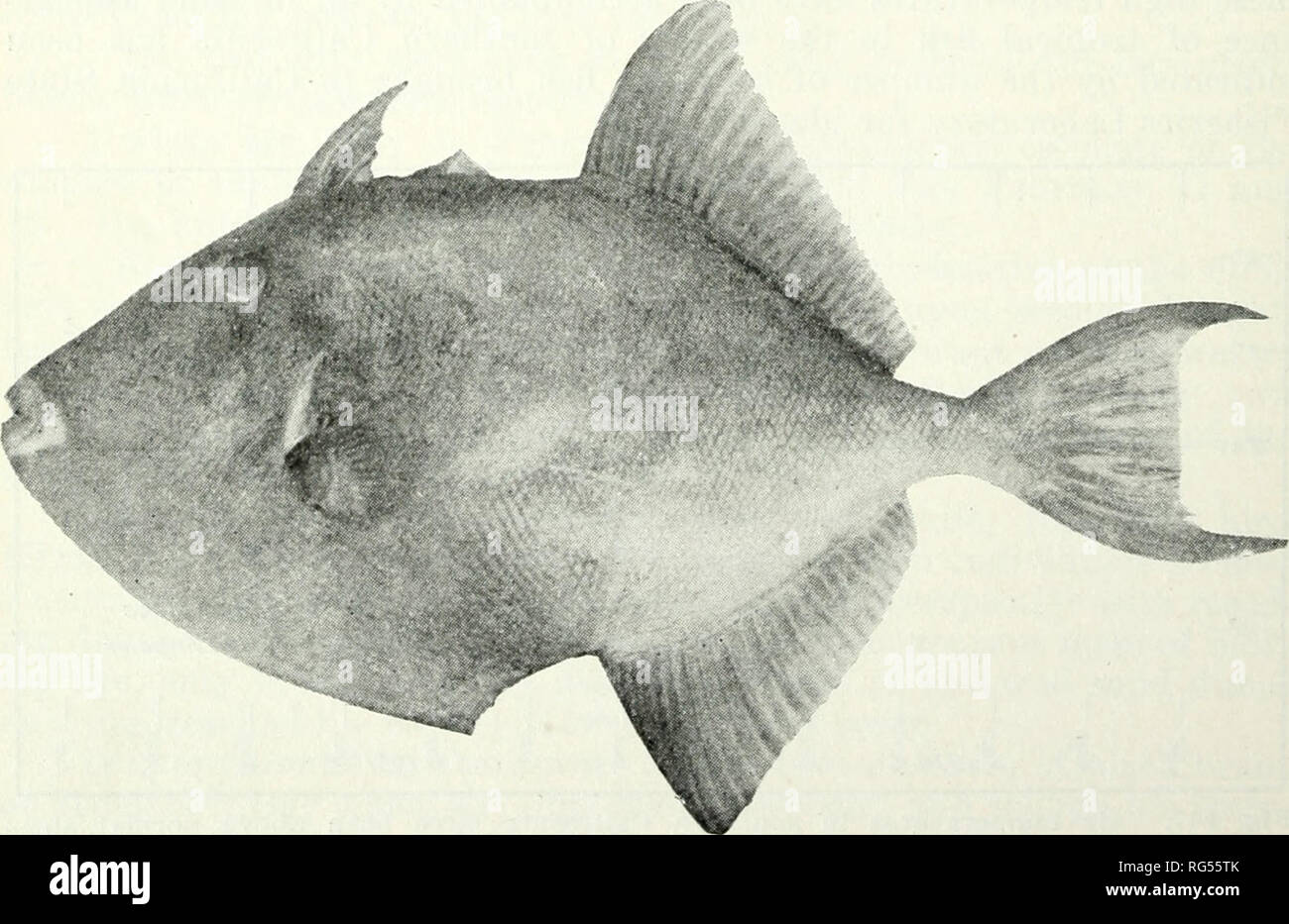 . California fish and game. Fisheries -- California; Game and game-birds -- California; Fishes -- California; Animal Population Groups; Pêches; Gibier; Poissons. Fig. 108. Sharp-nose flying fish, Fodiator acutus. Photo by Richard S. Croker. A large triggerfish, Balistes polylepis, was taken off San Pedro in March, and another in July by round haul fishermen. This fish has been recorded from San Diego to Panama, but it is a rare visitor as far north as Los Angeles County. It is easily recognized by the very hard. Fig. 109. Triggerfish, Balistes polylepis. Photo by Richard S. Crolter.. Please no Stock Photo