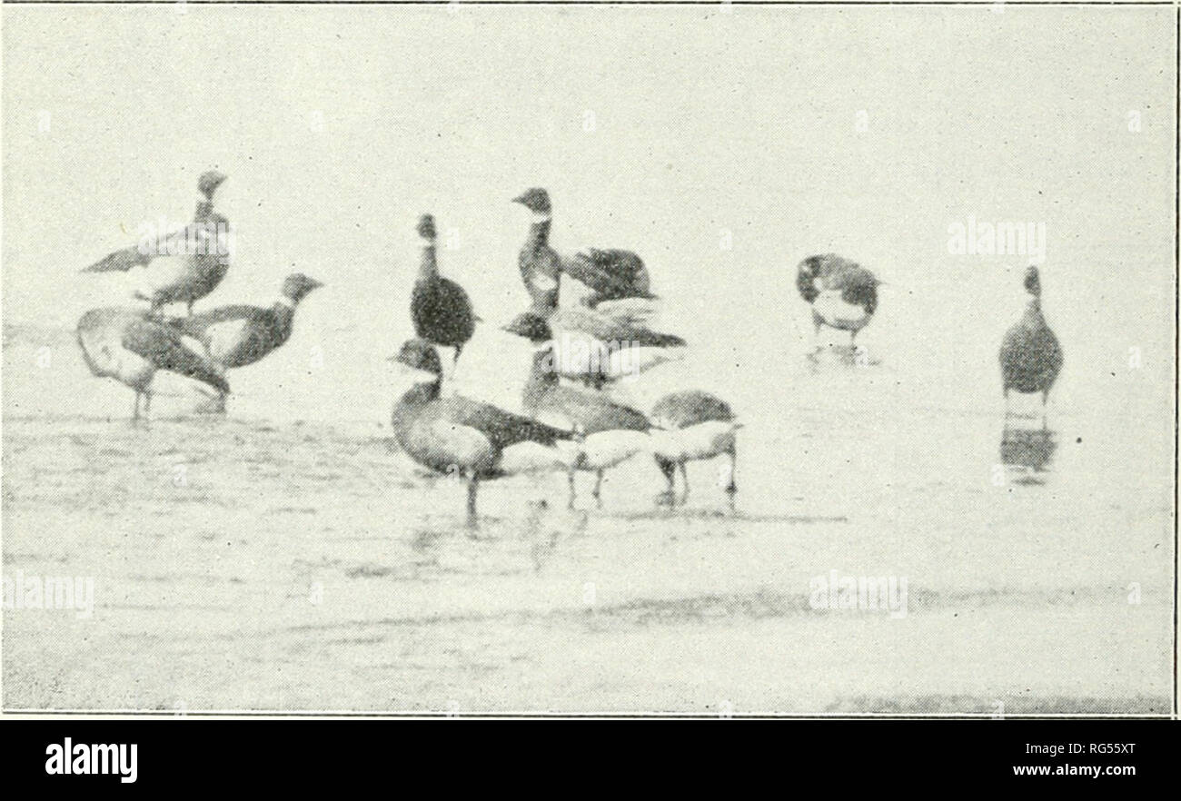. California fish and game. Fisheries -- California; Game and game-birds -- California; Fishes -- California; Animal Population Groups; PÃªches; Gibier; Poissons. 396 CALIFORNIA PiSH AND GAME FIRST ANNUAL BLACK SEA BRANT CENSUS IN CALIFORNIA By James Moffitt THE BLACK SEA BRANT {Branta bernicla nigricans) is a regular winter visitant to the larger bays of California that sup- port a growth of eel grass {Zostera maritima). The dependence of brant on the plant for food is so great that the birds never remain on waters where it does not exist for any length of time. Brant are abundant winter visi Stock Photo