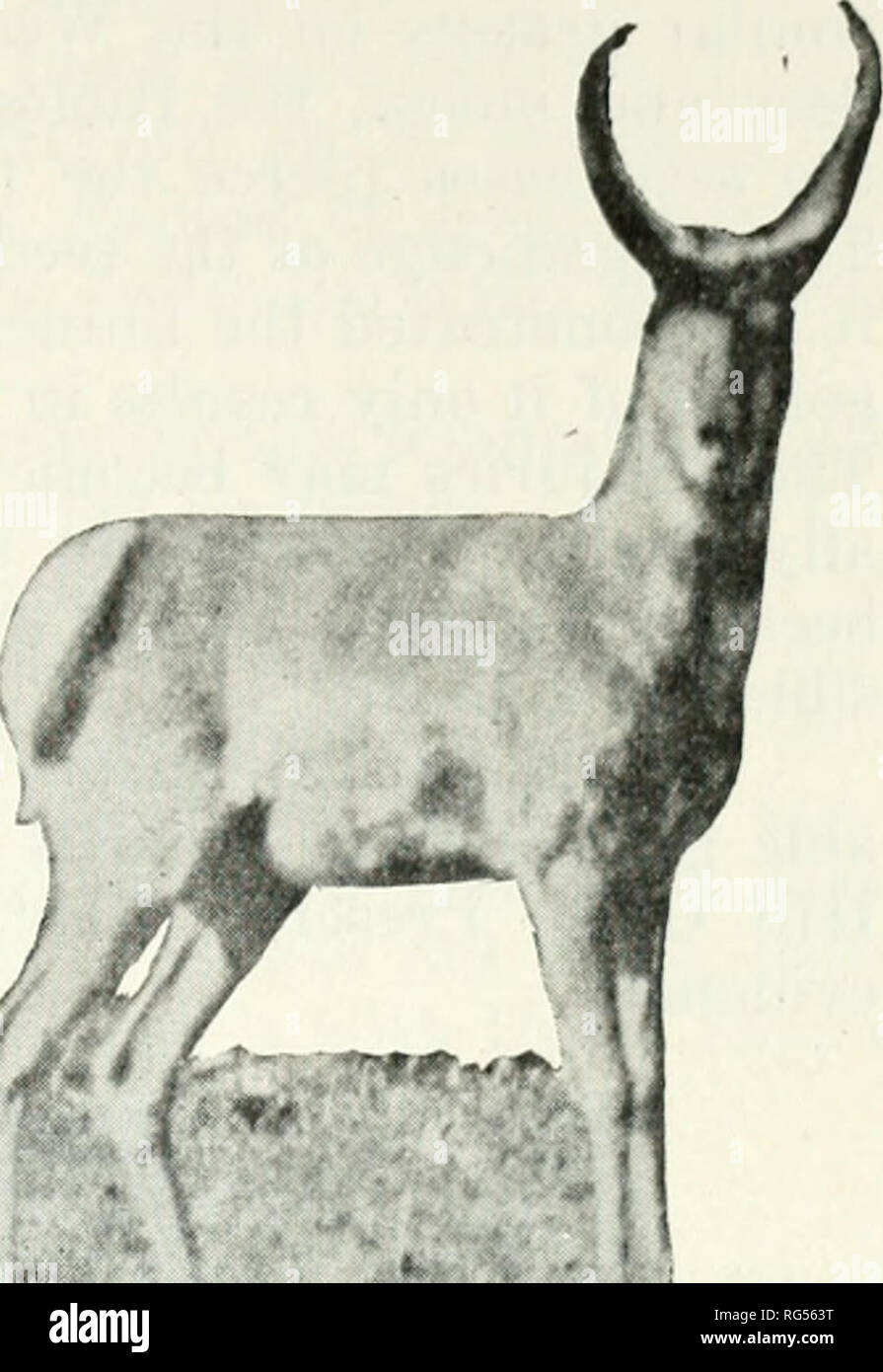 California fish and game. Fisheries -- California; Game and game-birds --  California; Fishes -- California; Animal Population Groups; Pêches; Gibier;  Poissons. CALIFORNIA FISH AND GAME 325 There were a dozen or
