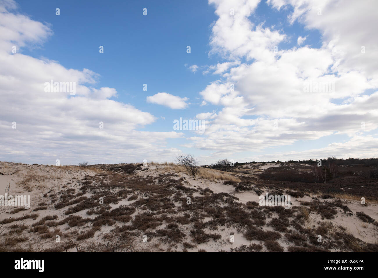 Scrub grass on the sandy trails in winter at Crane Beach in Ipswich, Massachusetts, USA Stock