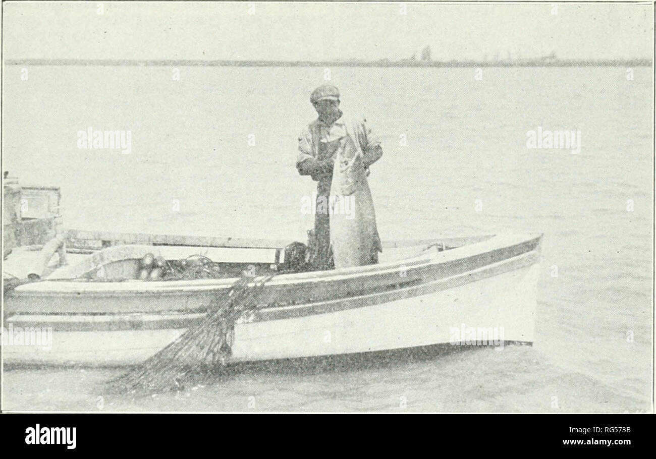. California fish and game. Fisheries -- California; Game and game-birds -- California; Fishes -- California; Animal Population Groups; Pêches; Gibier; Poissons. CALIFORNIA FISH AND GAME 95 all of the local salmon boats, and some of the lampara boats, started out to troll for albacore—as high as eight tons per day were caught, and a bait boat was sent up from Kan I'edro to buy and trans- port these fish to the canneries at that port. Three lampara boats at Monterey brought in 20 tons of horse-mackerel each during September. On September 15th, Capt. H. B. Nid- ever was transferred to Monterey t Stock Photo