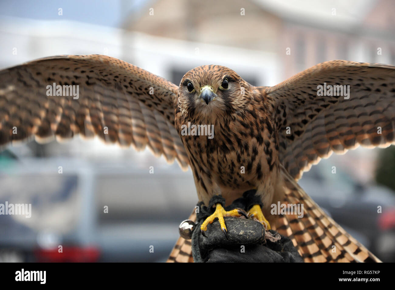 Close-up of young hunting falcon on the hand with open wings, looking at the camera, selective focus Stock Photo
