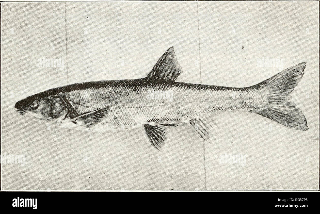 California fish and game. Fisheries -- California; Game and game-birds --  California; Fishes -- California; Animal Population Groups; Pêches; Gibier;  Poissons. 284 CALIFORNIA FISH AND GAME. to which Ptychocheilus belongs.  Mylopharodon,