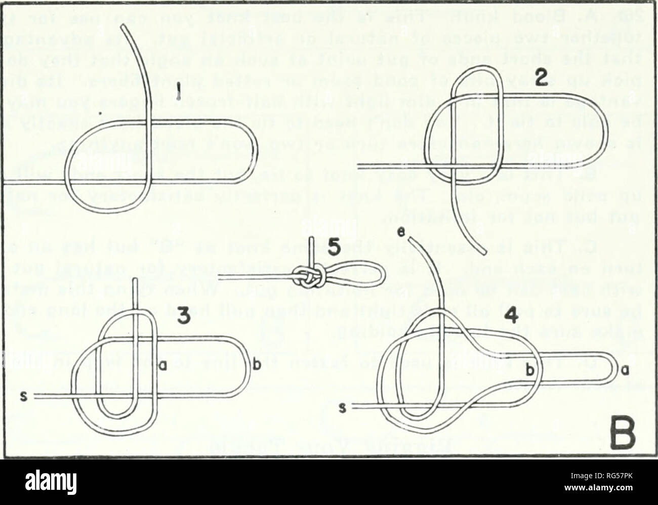 . California fish and game. Fisheries -- California; Game and game-birds -- California; Fishes -- California; Animal Population Groups; Pêches; Gibier; Poissons. C.RC. Fig. 25. Loop knots. Both are suitable for either natural or imitation gut. A. Loop the end of your leader, tie an ordinary overhand knot with the doubled part, then pass the doubled end through the loop a second time and pull tight. B. When you reach stage 3, hold as much of the knot as possi- ble between thumb and forefinger to prevent slipping, then grasp loop &quot;a&quot; and pull under &quot;b,&quot; thus reaching stage 4. Stock Photo