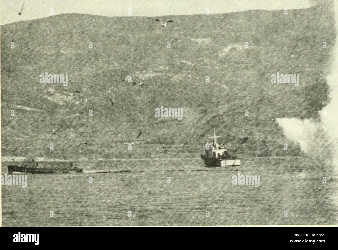 . California fish and game. Fisheries -- California; Game and game-birds -- California; Fishes -- California; Animal Population Groups; Pêches; Gibier; Poissons. Figure 17. Colun . - iiound charge of exp: Water-taxi which set off charge is 43 leet long. Photograph by Joltu E. Fitch The attraction in this instance evidently was food. Aplin (1947) relates an incident concerning a school of anchovies circling the survey ship while blasting was being carried on. The following examples offer further proof that fish are not always driven from an area where dynamite is exploded. Off Newport on March Stock Photo