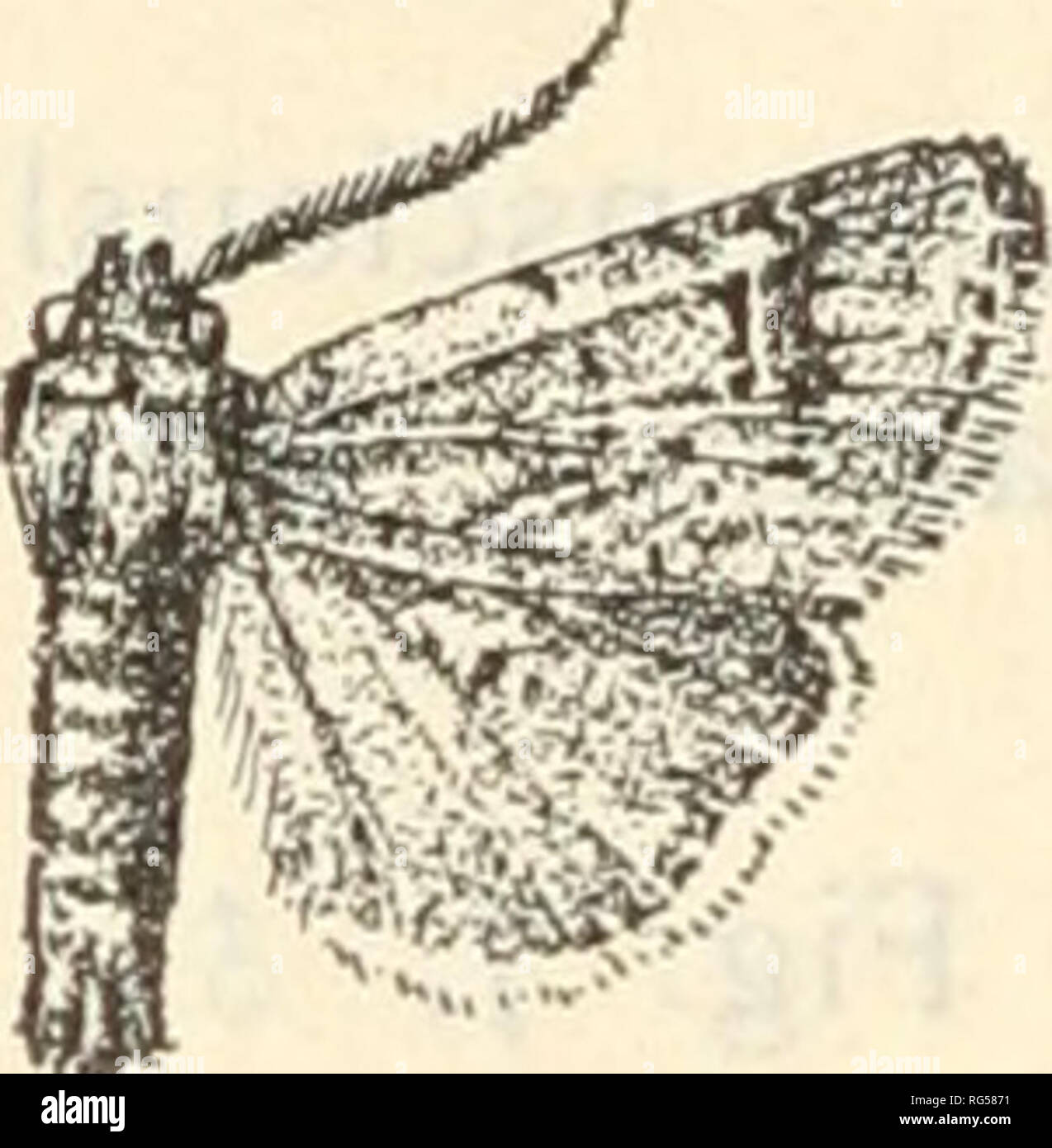 . The butterfly book; a popular guide to a knowledge of the butterflies of North America. Butterflies -- North America. Noctuidse (i6) Euxoa ochrogaster Guenee, Plate XXIII, Fig. lo, $ . (The Yellow-bellied Dart.) Syn. illata Walker; cinereomaculata Morrison; gularis Grote; turris Grote. This moth is found in the northern Atlantic States and thence westward to the foothills of the Rocky Mountains. (17) Euxoa furtivus Smith, Plate XXIII, Fig. 11, 5. (The Furtive Dart.) The habitat of this species is the region of the Rocky Mountains. (18) Euxoa obeliscoides Guenee, Plate XXIII, Fig. 12, 9 . (Th Stock Photo