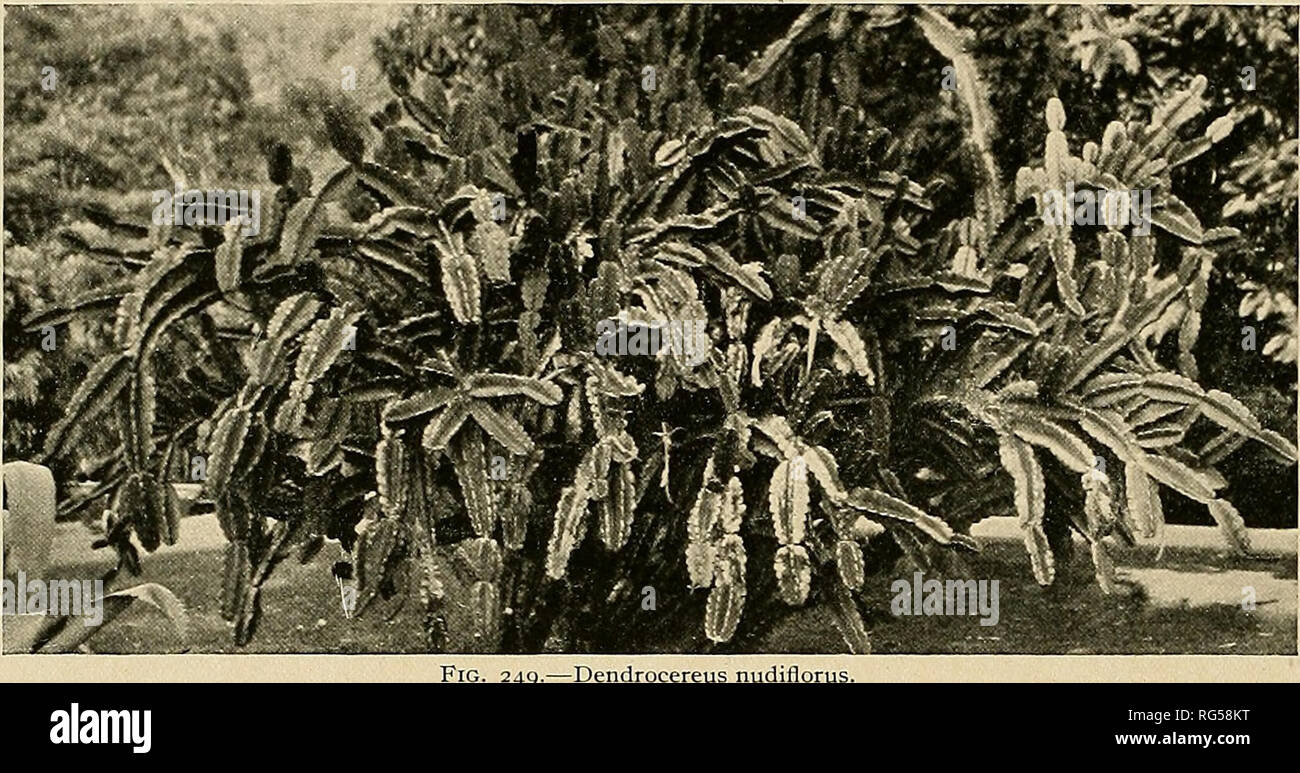 . The Cactaceae : descriptions and illustrations of plants of the cactus family. 276 The; cactacbae. On page 116, vol. 11, under Machaerocereus eruca, add to illustrations: Journ. Intern. Gard. Club 3: 641; Karsten and Schenck, Vegetationsbilder 13: pi. 16, as Cereus eruca.. -49 —Dendrocereus nudiflorus. On page 117, vol. 11, under Machaerocereus gummosus, add to illustrations: Cact. Journ. 2: 107, as Cereus gummosus; Zeitschr. Ges. Krdk. 1916: f. 6, in part; Karsten and Schenck, Vegetationsbilder 13: pi. 17, f. a. On page 119, vol. 11, under Nyctocereus serpentinus, add to illustrations: Wats Stock Photo