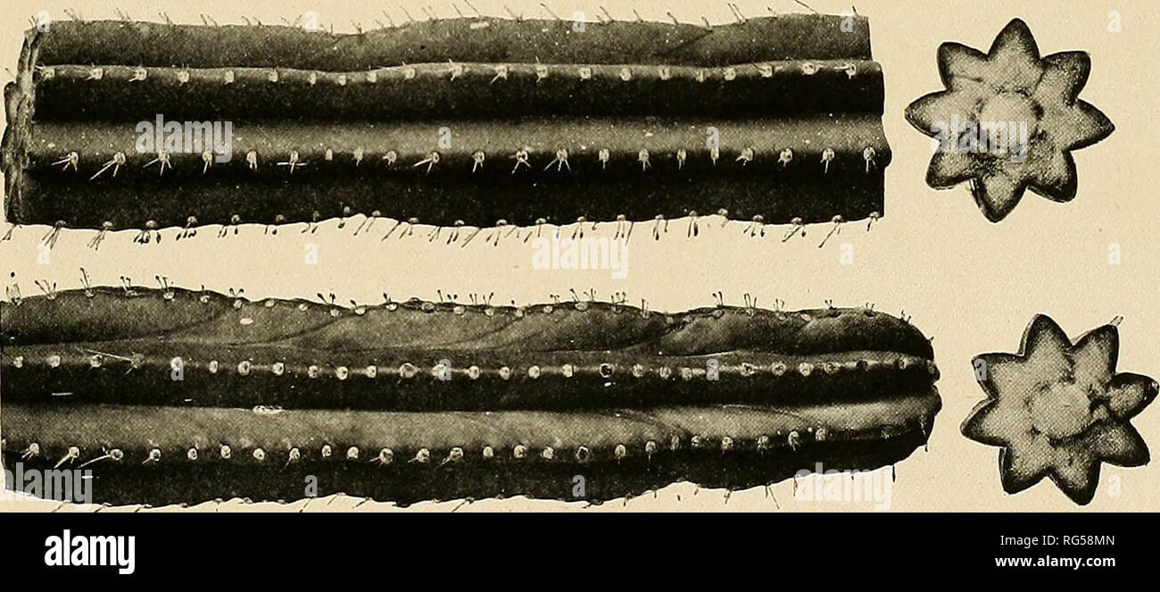 The Cactaceae : descriptions and illustrations of plants of the cactus  family. APPENDIX. 273 On page 86, vol. 11, under Lemaireocereus hollianus,  add to illustrations: Bull. Soc. Nat. Acclim. 52: 45.
