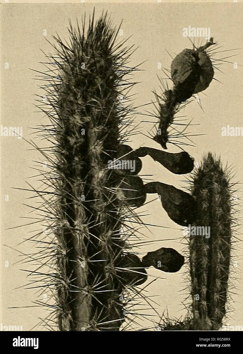 . The Cactaceae : descriptions and illustrations of plants of the cactus family. 270 THE CACTACEAE. Figxire 242 is from a photograph taken by IMr. Collins in 1902; it is three-fourths natural size. On page 58, vol. 11. under Cephalocereus Jiermentiamis, add: Illustration: ]Iollers Deutsche Gart. Zeit. 25: 473. f. 5, No. 10, as Pilocereus hermentianus. On page 58, vol. 11, under Pilocereiis albisetosus, add the sjTionyms: Cactus alhisetosus Sprengel, Syst. 2: 496. 1825; Cactus albisetus Steudel, Xom. ed. 2. i: 245. 1840. On page 61, vol. 11, under Espostoa lanata, add to illustrations: Schelle Stock Photo
