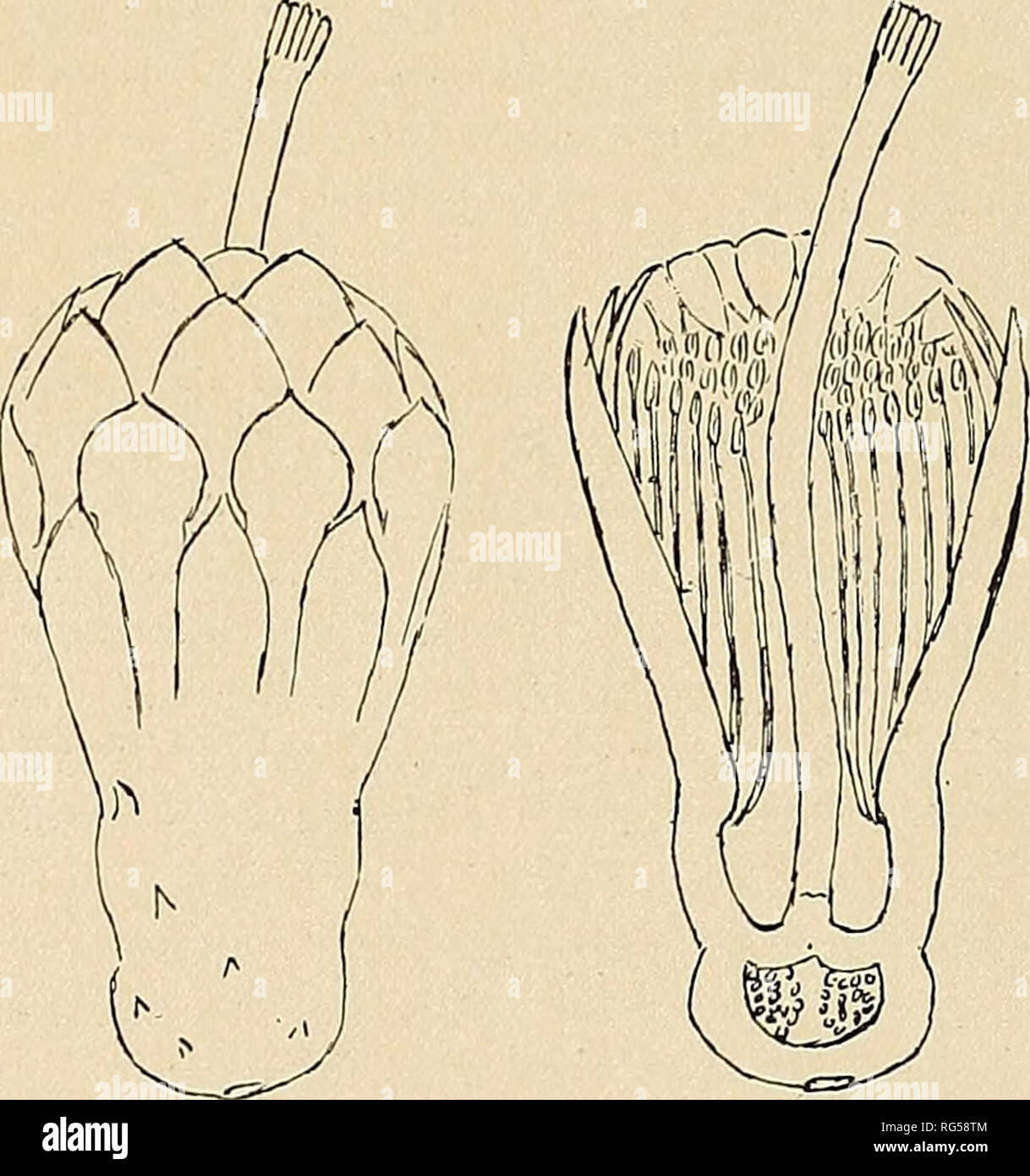 . The Cactaceae : descriptions and illustrations of plants of the cactus family. APPENDIX. 269 On page 44, vol. 11, under Cephalocereus nohilis, add the synonyms Cereus polyptychus Lemaire, Cact. Gen. Nov. Sp. 56. 1839; Pi/ocerew5 polyptychtis Riimpler in Forster, Handb. Cact. ed. 2. 680. 1885. Insert: The plant upon which this name was based was a small, barren one of unknown origin. Insert: Pilocereus houlletianus niger (Forster, Handb. Cact. ed. 2. 676. 1885) is only a name given as a synonym of P. niger, while P. niger aureus is briefly described on the same page. Add to illustrations: Mol Stock Photo