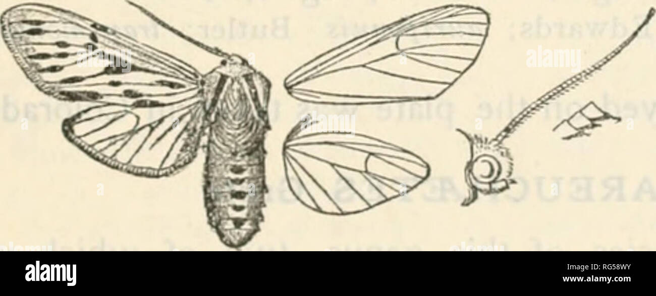 . The butterfly book; a popular guide to a knowledge of the butterflies of North America. Butterflies -- North America. Fig. 73—Kodiosoma fulva, S (After Ilampson.) {-• Genus ECTYPIA Clemens Two species are referred to this genus. E. thona Strecker, from New Mexico is doubtfully referable to it, but the only specimen known, the type, is in too poor a condition to enable much to be told about it. (i) Ectypia bivittata Clemens. (The Two-banded Ec- typia.) Syn. nigroflava Graef. This very beautiful and rare moth occurs in Texas. Its charac- teristics are well dis- played in the figure we give in  Stock Photo