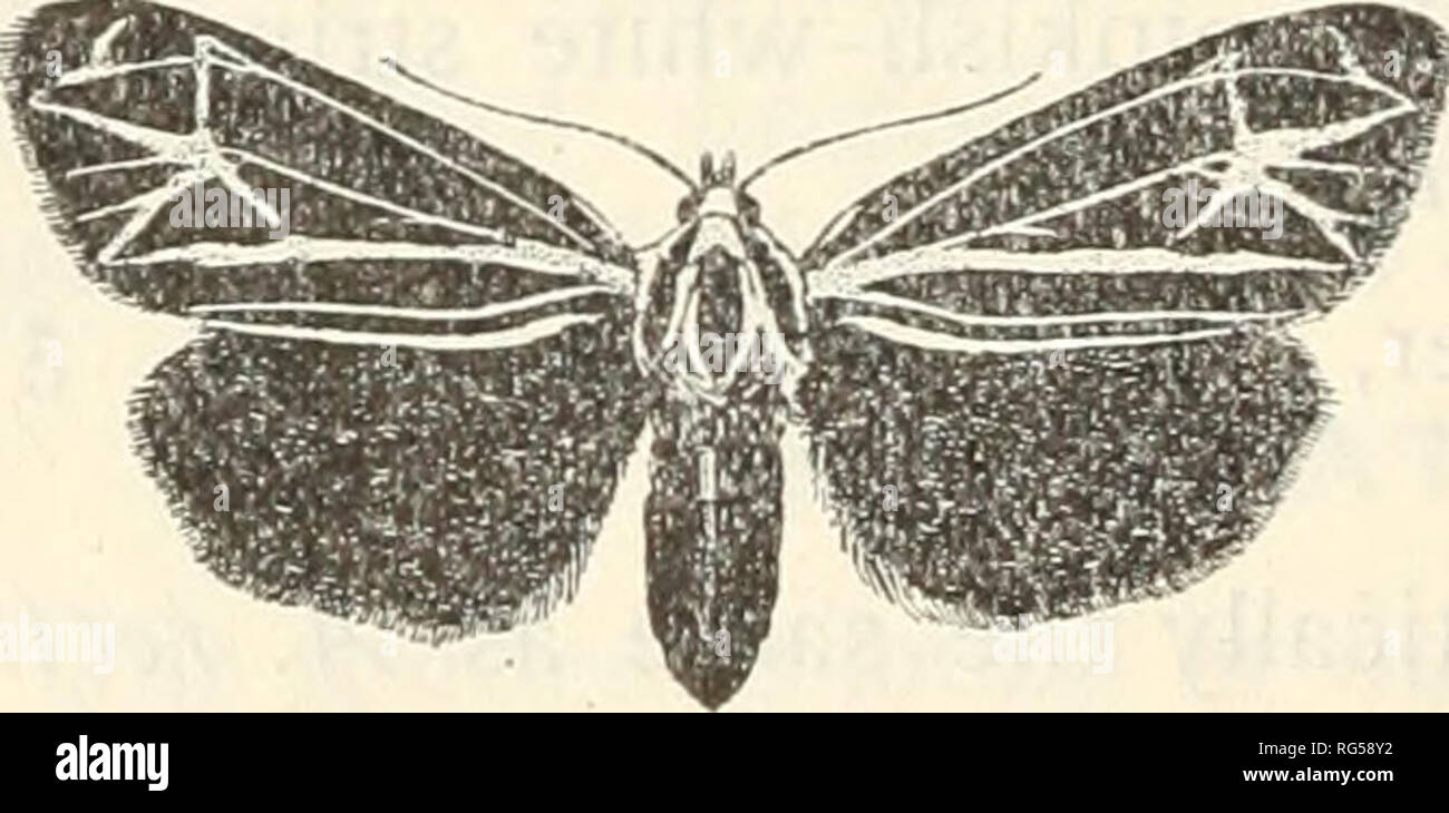 . The butterfly book; a popular guide to a knowledge of the butterflies of North America. Butterflies -- North America. Arctiidae (3) Apantesis michabo Grote, Plate XV, Fig. 17, ?. (The Michabo Moth.) Syn. minea Slosson. The illustration we give is sufificient to enable the student to identify this species, which is dis.criminated from its con- geners most readily by observing the broad flesh-colored band on the costa of the fore wings. In the form minea ihe flesh- colored lines are deep-red. This is the only difference. (6) Apantesis arge Drury, Plate XV, Fig. 15, ,5. (The Arge Moth.) Syn. di Stock Photo