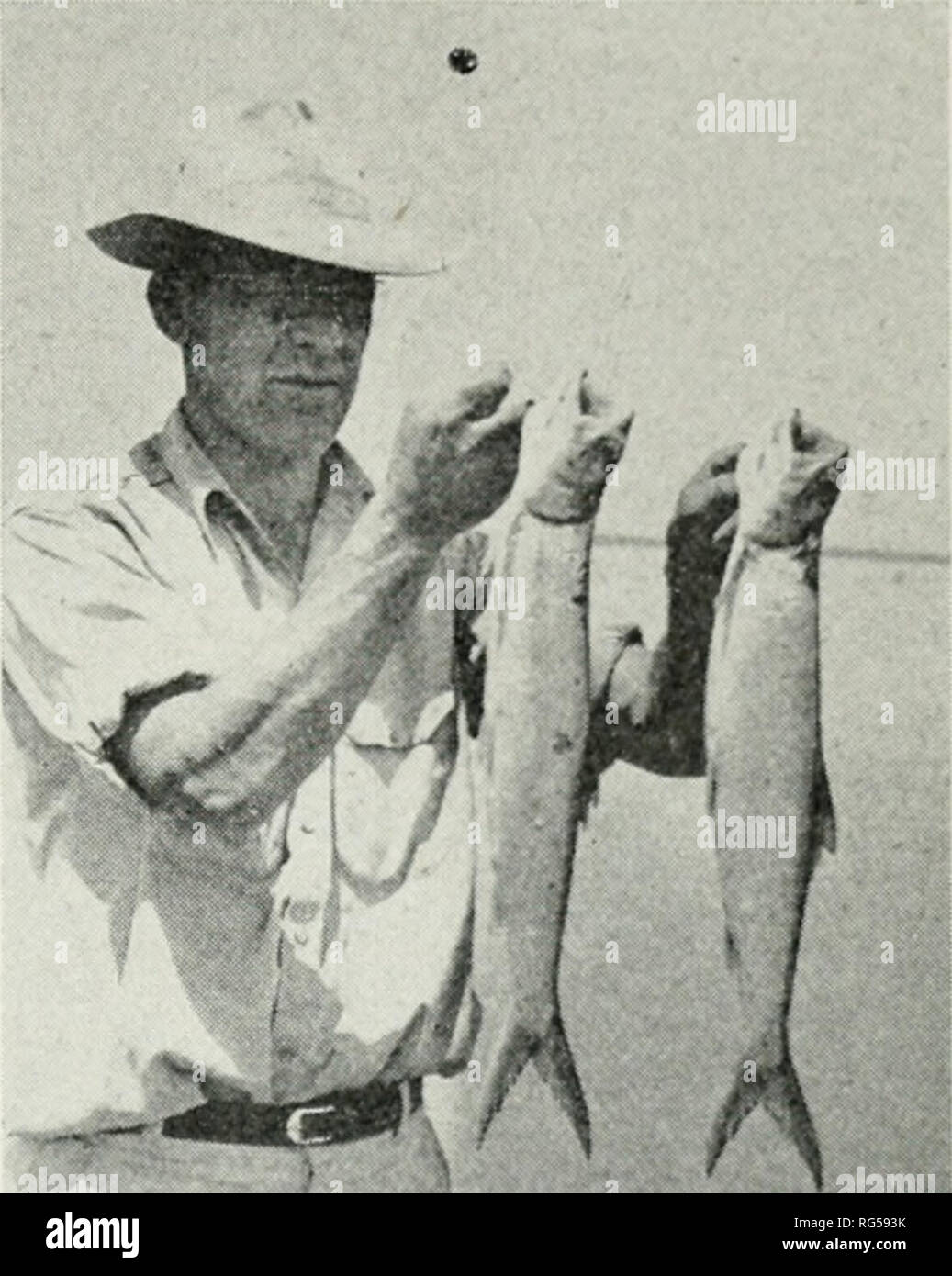 . California fish and game. Fisheries -- California; Game and game-birds -- California; Fishes -- California; Animal Population Groups; PÃªches; Gibier; Poissons. A GAME FISH FOR THE SALTON SEA, THE TEN- POUNDER, Elops affinis' By William A. Dill and Chester Woodhull Bureau of Fish Conservation California Division of Fish arid Game Two hundred and forty-four feet below sea level in southern California lies the Salton Sea, whose saline waters, 40 miles long and 12 miles wide, sparkle beneath the desert sun. Swimming, boating and some waterfowl shooting attract sportsmen to its shores. But to th Stock Photo