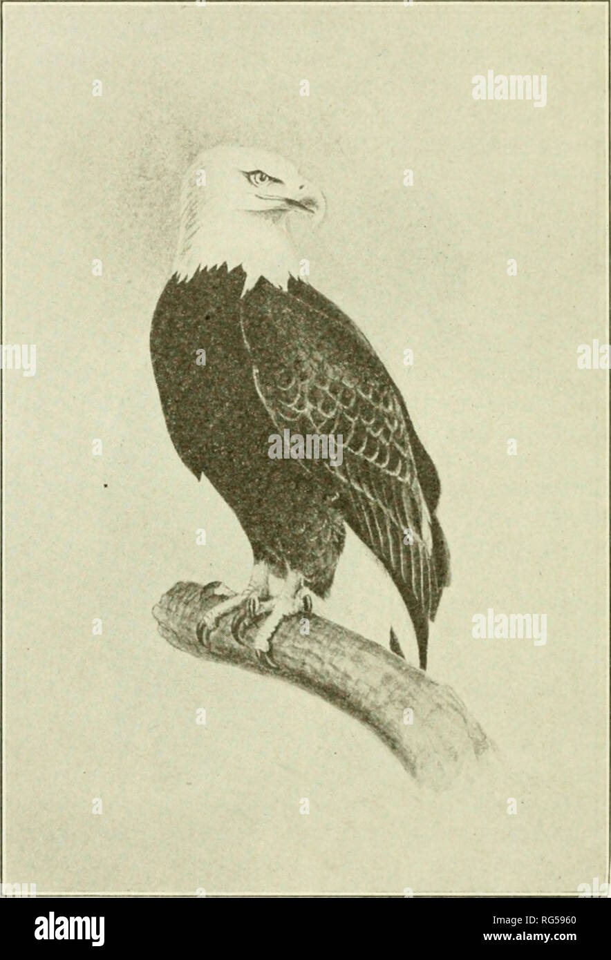 California fish and game. Fisheries -- California; Game and game-birds --  California; Fishes -- California; Animal Population Groups; Pêches; Gibier;  Poissons. 140 CALIFORNIA FISH AND GAME Santa Barbara group, where this