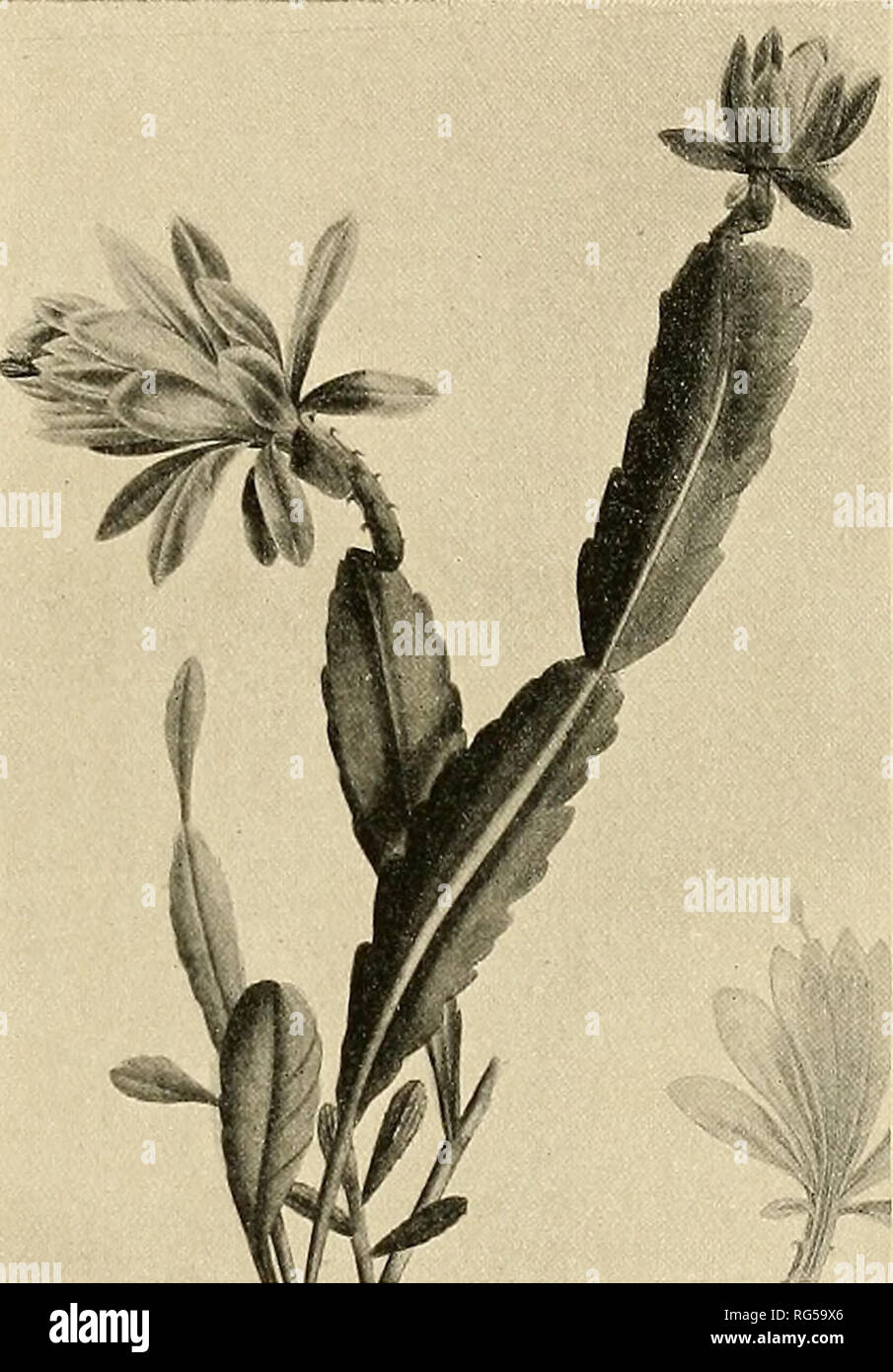 . The Cactaceae : descriptions and illustrations of plants of the cactus family. NOPAIvXOCHIA. 205 1. Nopalxochia phyllanthoides (De Candolle). Cactus phyllanthoides De Candolle, Cat. Hort. Monsp. 84. 1813. Cactus speciosus Bonpland, Descr. PI. Rar. Malm. 8. 1813. Not Cavanilles, 1803. Epiphyllum speciosum Haworth, Suppl. PI. Succ. 84. 1819. Cactus elegans Link, Enum. 2: 25. 1822. Epiphyllum phyllanthoides Sweet, Hort. Brit. 172. 1826. Cereus phyllanthoides De Candolle, Prodr. 3: 469. 1828. Phyllocactus phyllanthoides Link, Handb. Gewachs. 2:11. 1831. Opuntia speciosa Steudel, Nom. ed. 2. 2: 2 Stock Photo