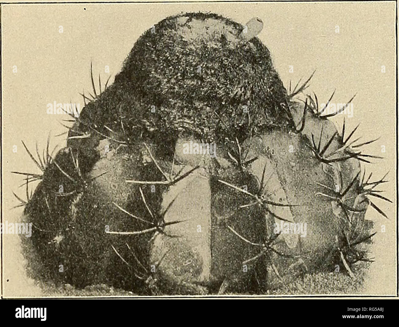 . The Cactaceae : descriptions and illustrations of plants of the cactus family. CACTUS. 237. A living plant was sent to Dr. Rose by Professor C. Conzatti in October 1913 (No. 151a), from Salina Cruz, Oaxaca, and it has been reported by Dr. C. A. Purpus from San Geronimo. Dr. Purpus has written to us as follows: '' The Melocactus from San Geronimo is indeed a most interesting and remark- able cactus. When I saw the cactus, I mean to say without a crown, very few specimens ever having one, I thought it was an Echinocaclus, but of course it is undoubtedly a small Melocactus, the smallest which I Stock Photo